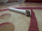 S&uuml;&szlig;er Hamster