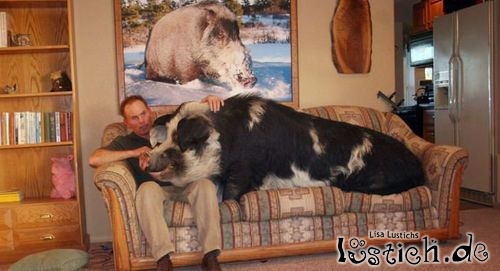 Schwein auf der Couch