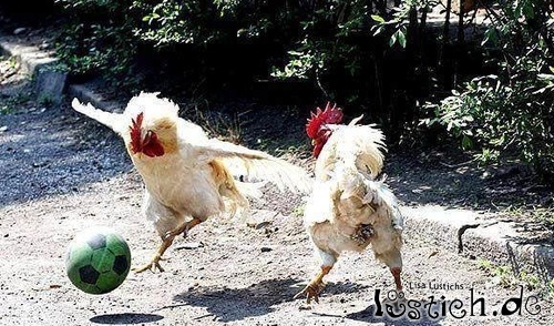 Hühner spielen Fußball