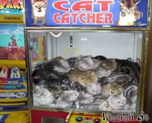 Öffentliche Katzenentnahme Öffentliche Katzenentnahme