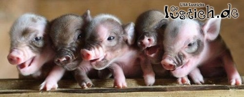 Fröhliche Schweinchen