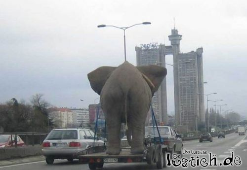 Elefantentransport