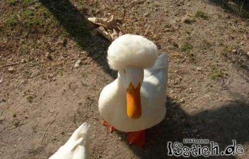 Afrogans