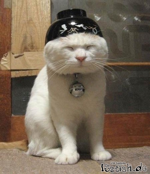 Kung-Fu Katze Kung-Fu Katze