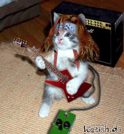 Rock n Roll Katze