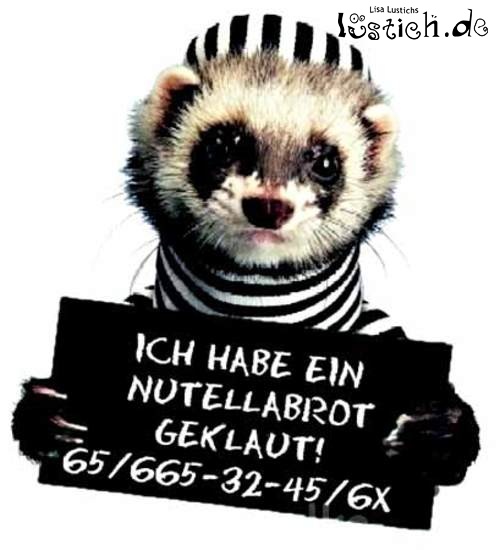Waschbär ertappt Waschbär ertappt