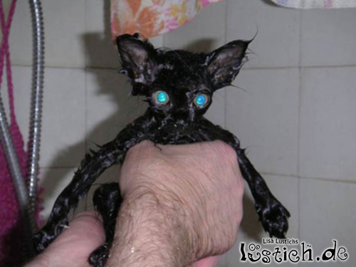 Katzendusche Katzendusche