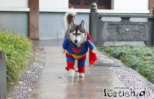 Super-Husky