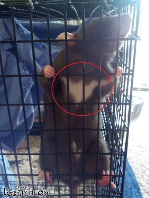 Ratman