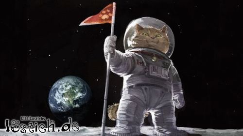Katzen-Astronaut