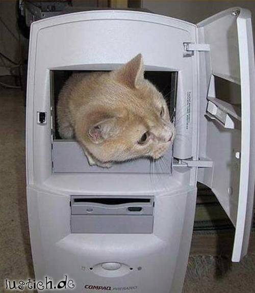 Katze im Computer