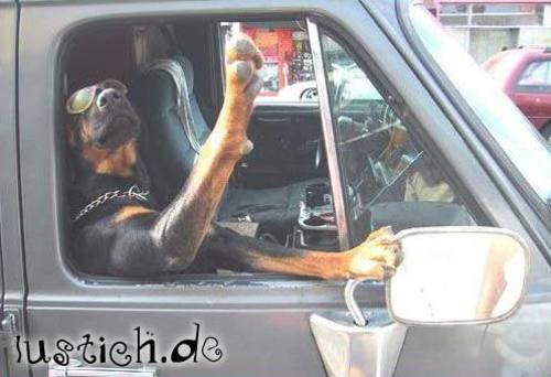 Cooler Hund Cooler Hund