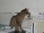 Stasikatze