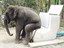 Elefanten WC