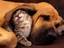 Katze und Hund