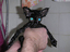Katzendusche
