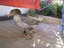 Gans mit Birkenstock