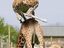Springgiraffe