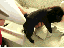 Fönwind (gif)