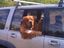 Ein cooler Hund