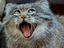 Kleine Grinsekatze