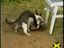 Hund gegen Katze